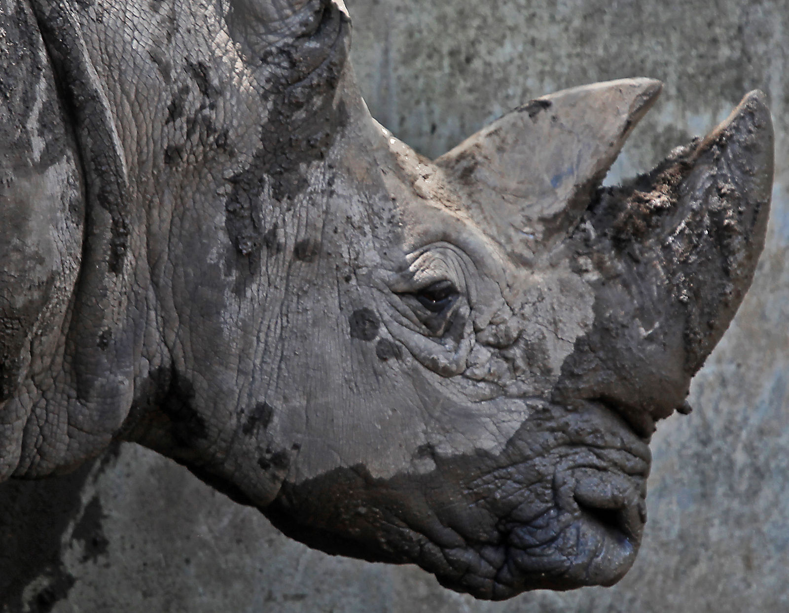 Zoo Portraits 7